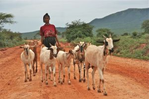 Goat sheperd ahd the goat pack on the road, Doyo village, Oromiya, Ethiopia.